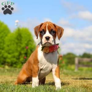 Sandy, Boxer Puppy