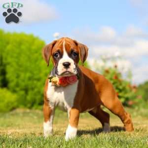 Sandy, Boxer Puppy