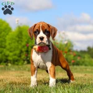 Sandy, Boxer Puppy