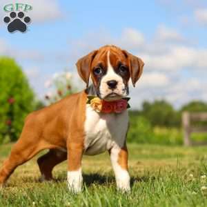 Sandy, Boxer Puppy