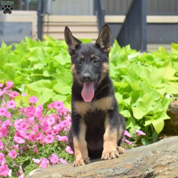 Sandy, German Shepherd Puppy