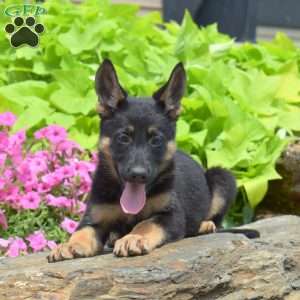Sandy, German Shepherd Puppy