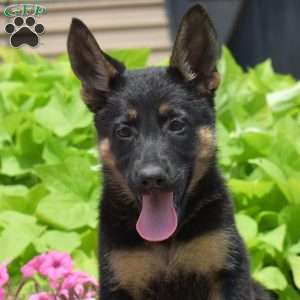 Sandy, German Shepherd Puppy
