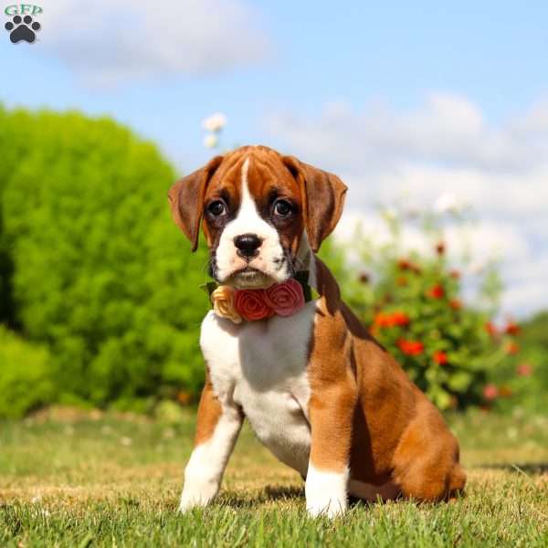 Sandy, Boxer Puppy