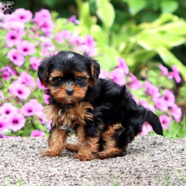 Sara, Yorkie Poo Puppy