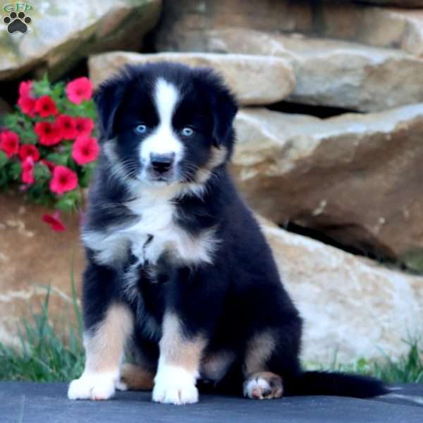 Sara, Miniature Australian Shepherd Puppy