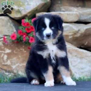 Sara, Miniature Australian Shepherd Puppy