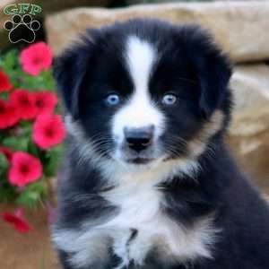 Sara, Miniature Australian Shepherd Puppy