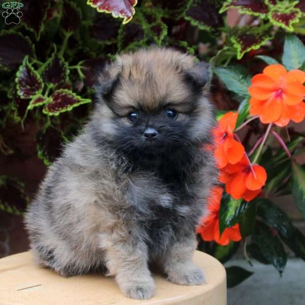 Sarah, Pomeranian Puppy