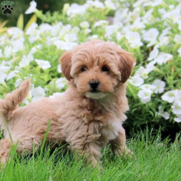 Sarah, Toy Poodle Mix Puppy