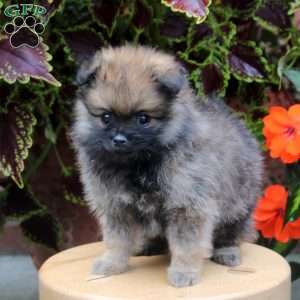 Sarah, Pomeranian Puppy