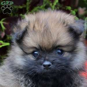 Sarah, Pomeranian Puppy