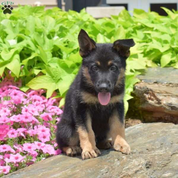 Sarge, German Shepherd Puppy
