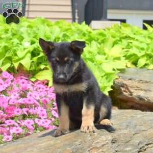 Sarge, German Shepherd Puppy