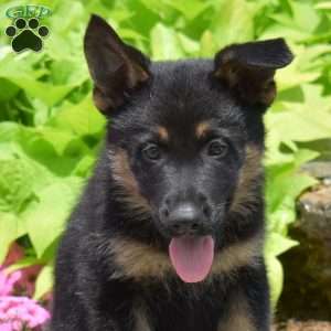 Sarge, German Shepherd Puppy
