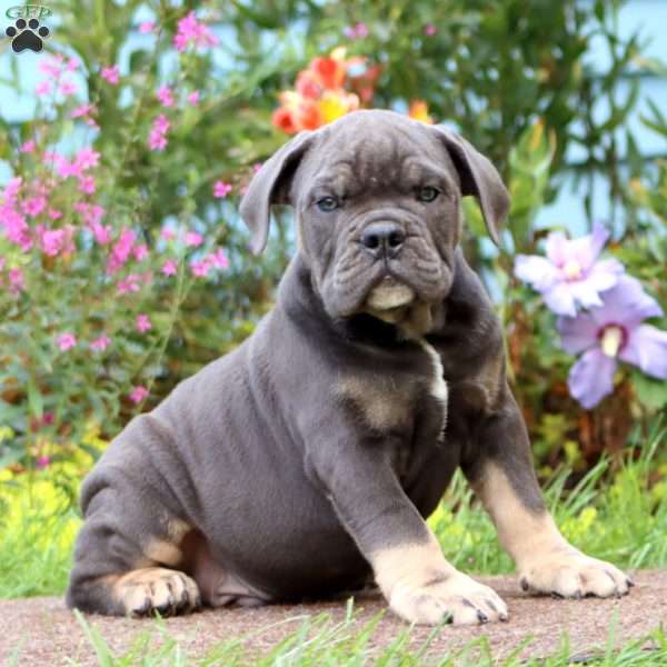 Sarge, Olde English Bulldogge Puppy