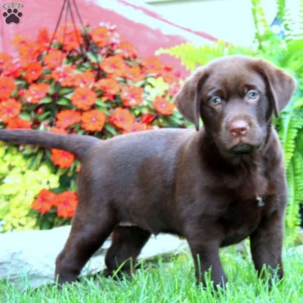 Sarge, Chocolate Labrador Retriever Puppy