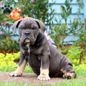 Sarge, Olde English Bulldogge Puppy