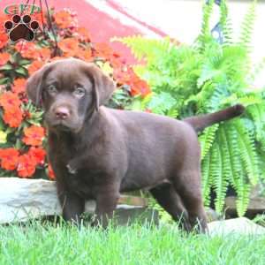 Sarge, Chocolate Labrador Retriever Puppy