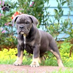 Sarge, Olde English Bulldogge Puppy