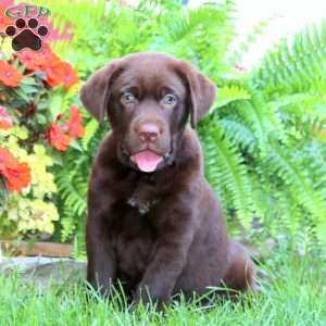 Sarge, Chocolate Labrador Retriever Puppy