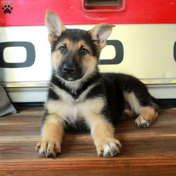 Sasha, German Shepherd Puppy