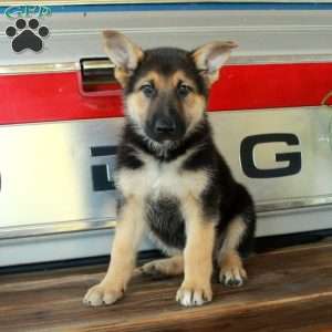 Sasha, German Shepherd Puppy