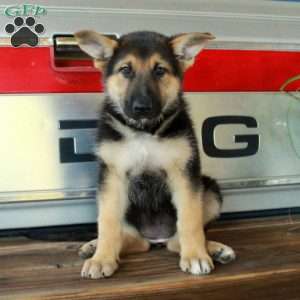 Sasha, German Shepherd Puppy