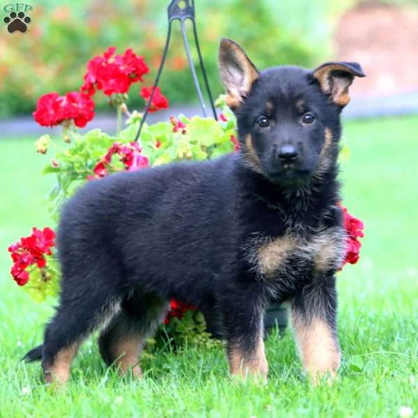 Sasha, German Shepherd Puppy