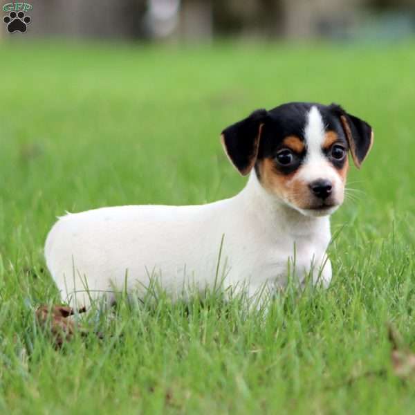 Sasha, Jack Russell Terrier Puppy
