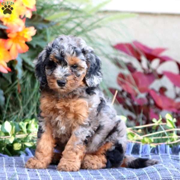 Sasha, Miniature Poodle Puppy