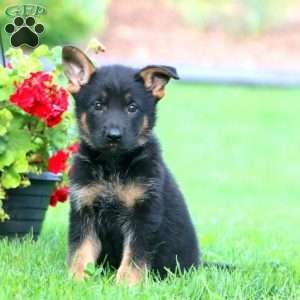 Sasha, German Shepherd Puppy