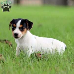 Sasha, Jack Russell Terrier Puppy