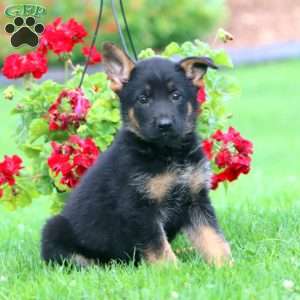 Sasha, German Shepherd Puppy