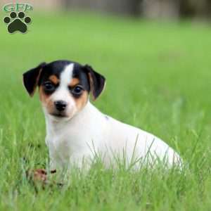 Sasha, Jack Russell Terrier Puppy
