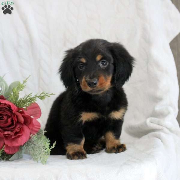 Saturday, Dachshund Puppy