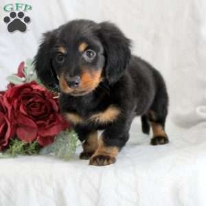 Saturday, Dachshund Puppy