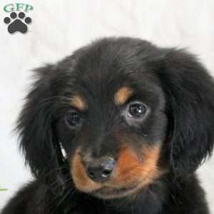 Saturday, Dachshund Puppy