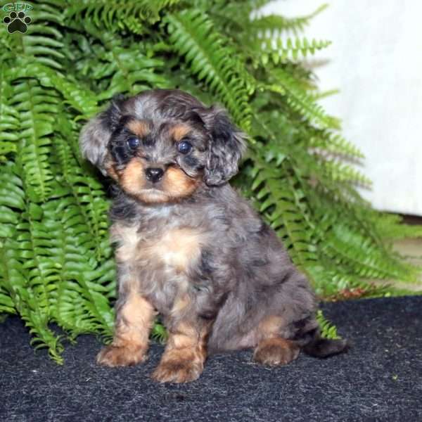 Savannah, Cavapoo Puppy