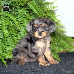 Savannah, Cavapoo Puppy