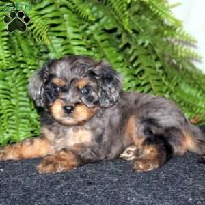 Savannah, Cavapoo Puppy