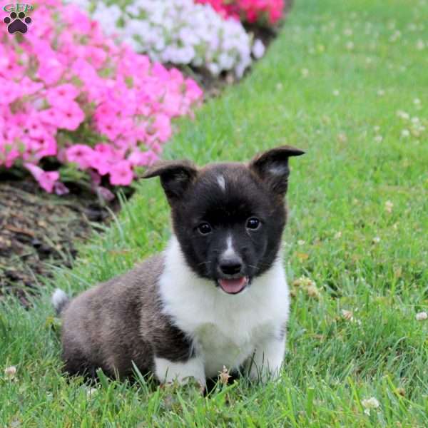 Sawyer, Pembroke Welsh Corgi Puppy