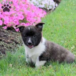 Sawyer, Pembroke Welsh Corgi Puppy