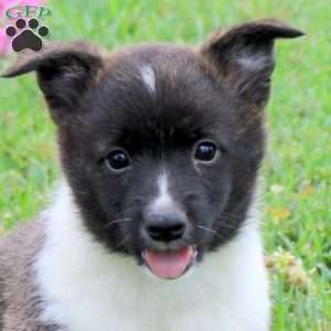 Sawyer, Pembroke Welsh Corgi Puppy
