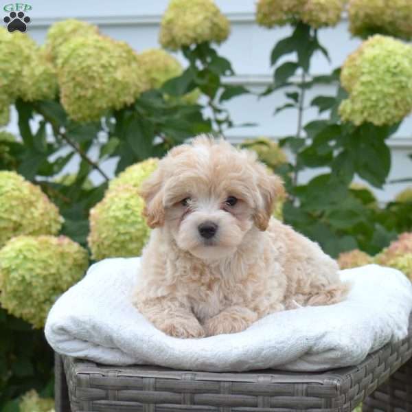Scamper, Maltipoo Puppy