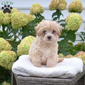 Scamper, Maltipoo Puppy