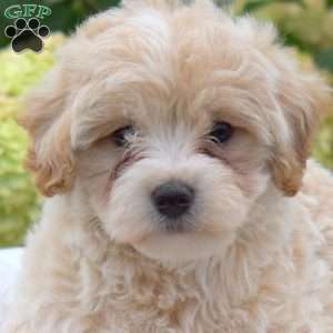 Scamper, Maltipoo Puppy