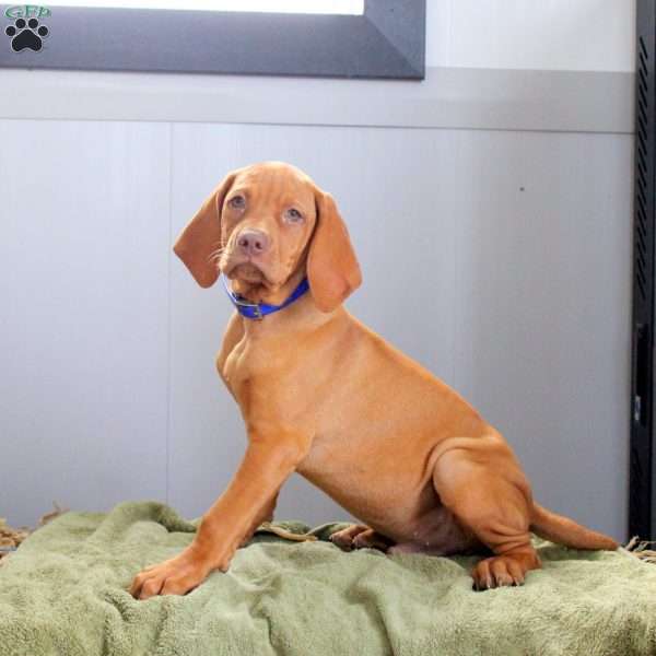Skampy, Vizsla Puppy
