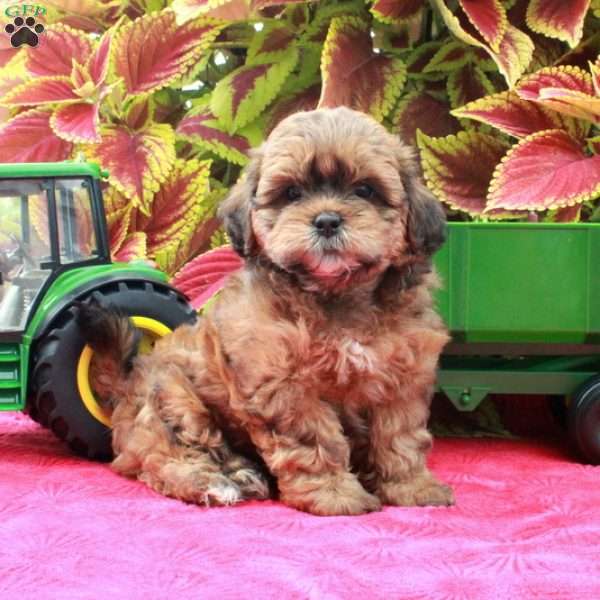 Scarlet, Shih-Poo Puppy