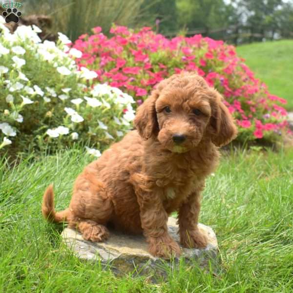 Scarlet, Mini Goldendoodle Puppy